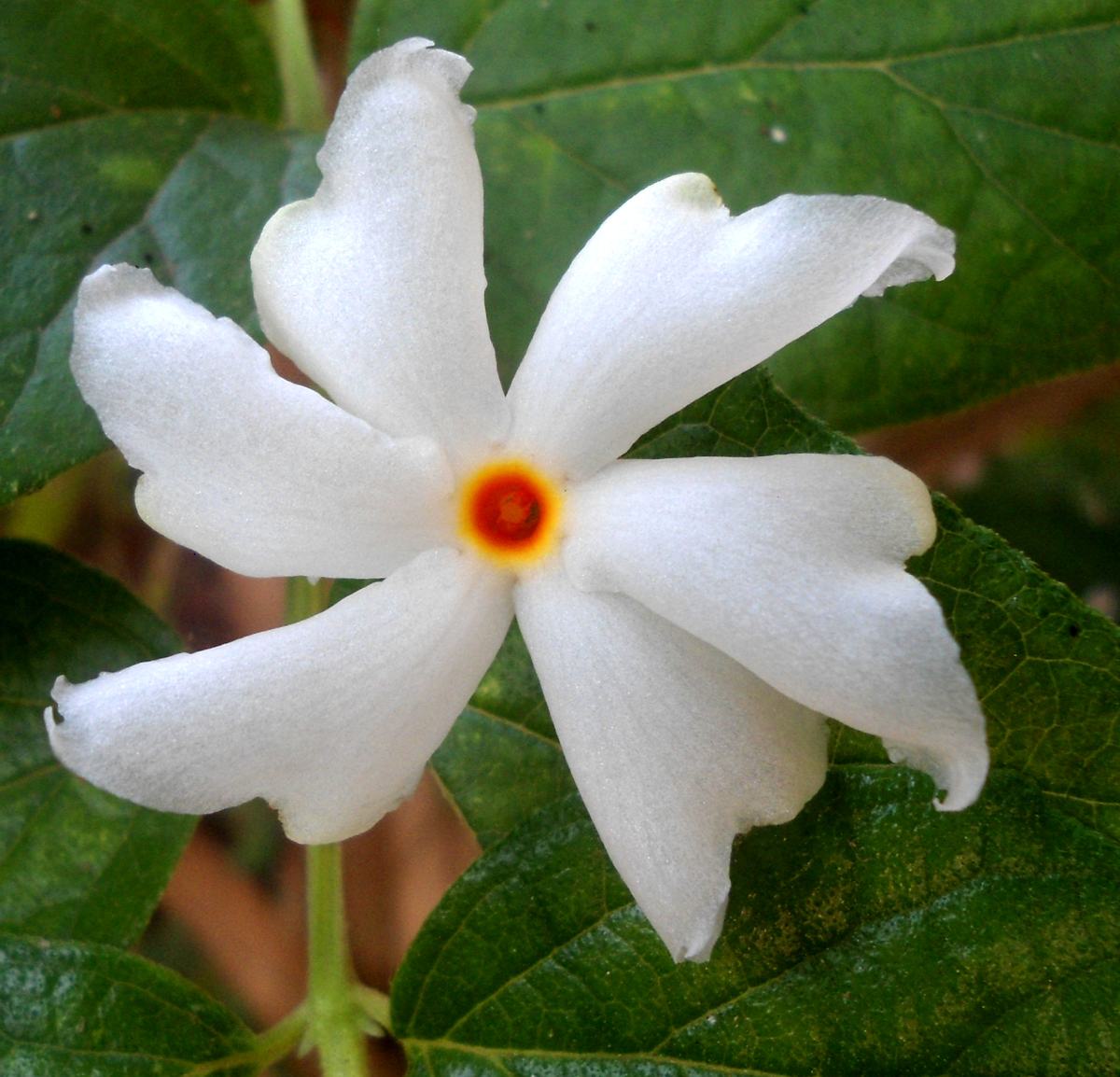 A single white shiuli flower with an orange centre